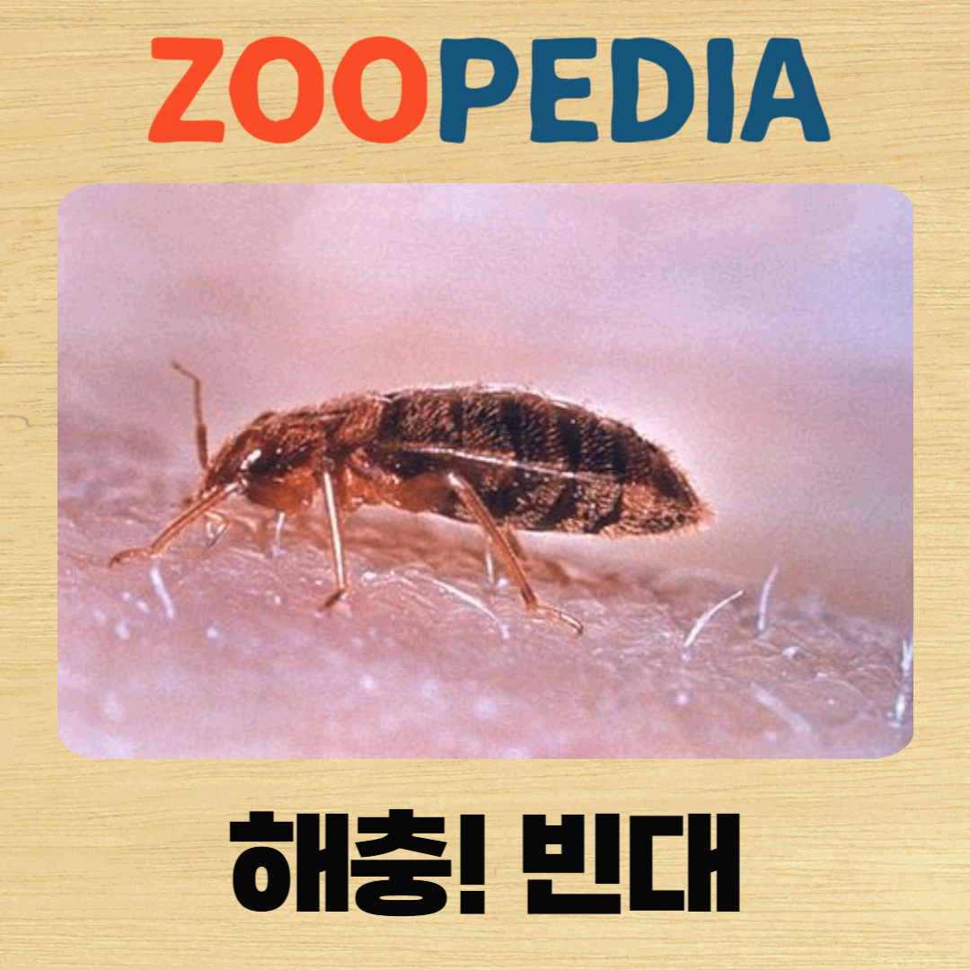 해충 시리즈 10. 빈대의 피해 그리고 퇴치법