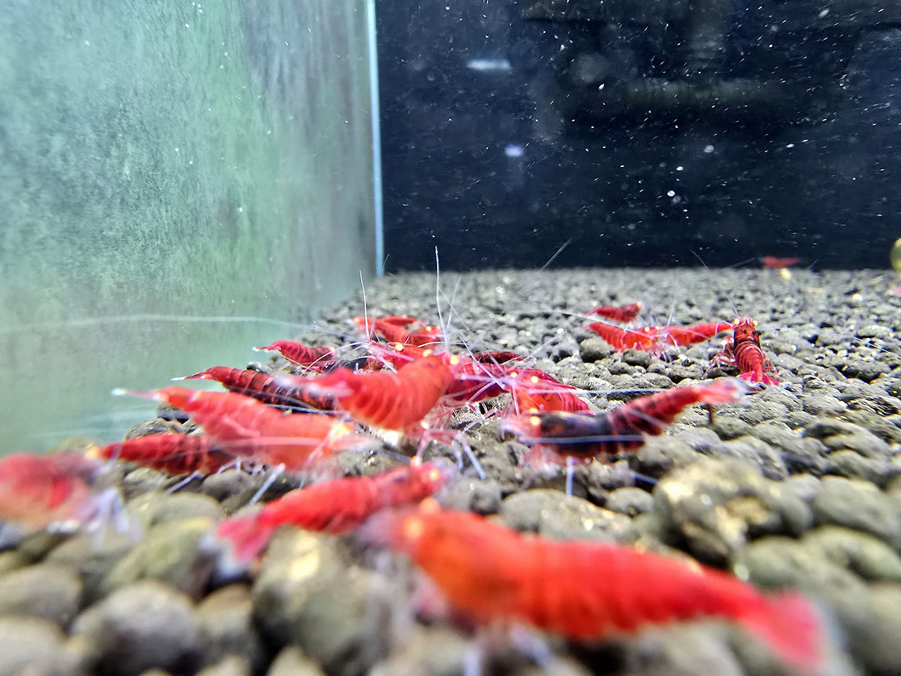raising-red-diamond-shrimp-orange-eye