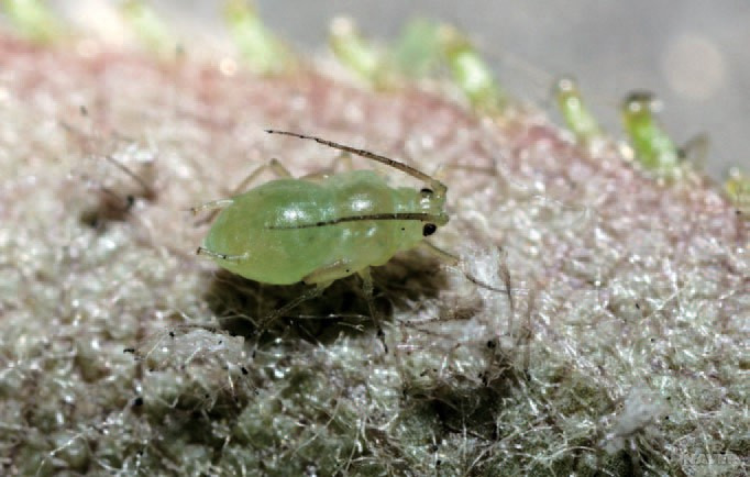 복숭아혹진딧물 (Green Peach Aphid)