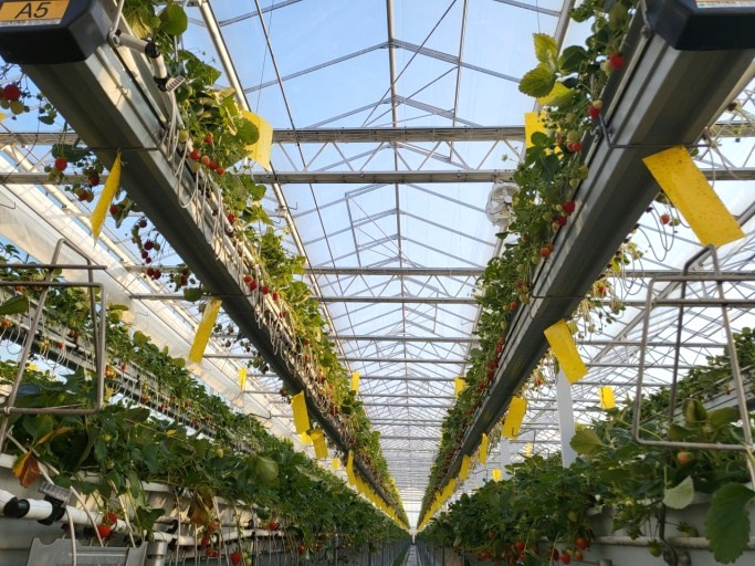 수직농장 '버티컬 팜'(Vertical Farm)이란.. 2 ywAAAAAAQABAAACAUwAOw==