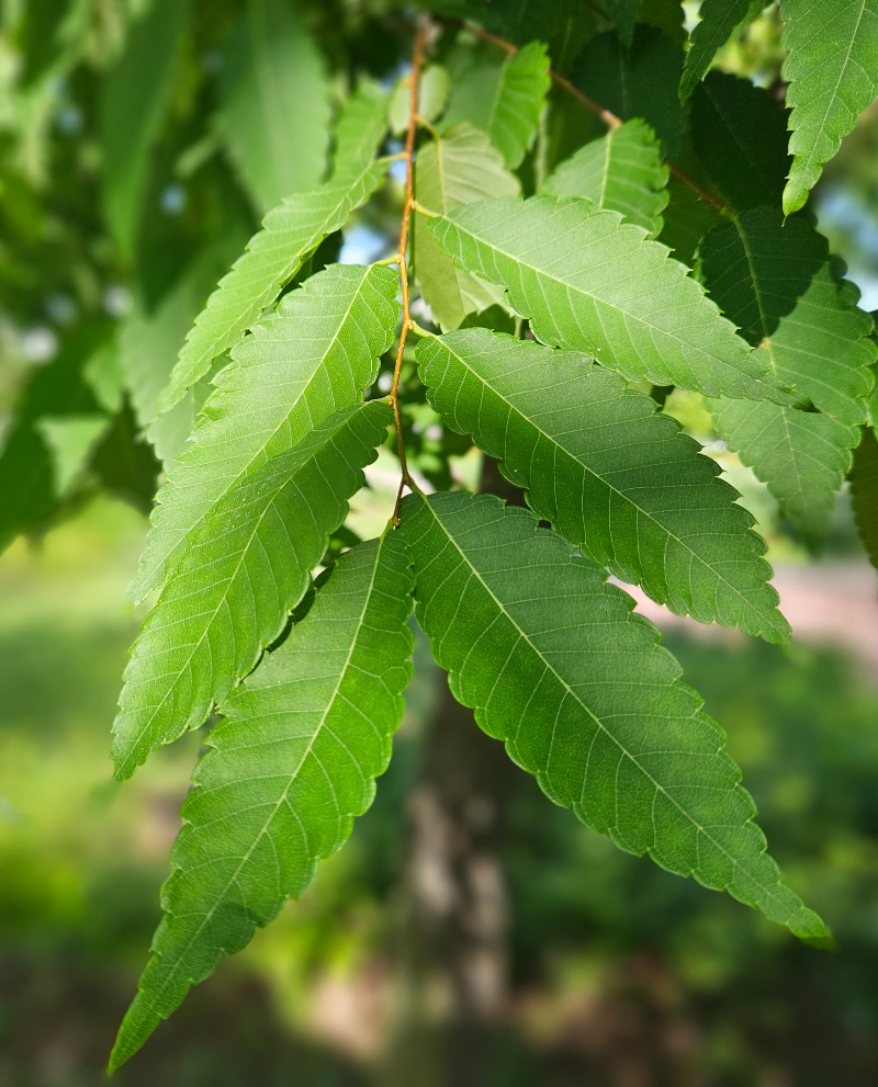 느티나무 (Sawleaf zelkova)