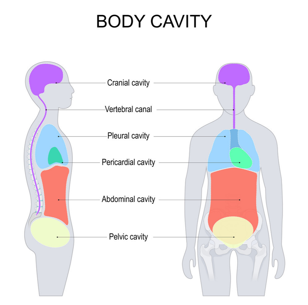 body-cavity