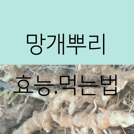 망개뿌리 효능 | 먹는 법