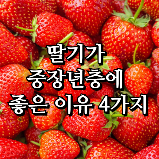  딸기가 중장년층에 좋은 이유 4가지 Motiv 