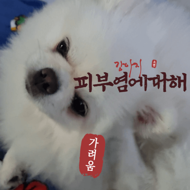 강아지 피부염 종류와 증상: 정확한 진단을 위해 알아보아요! 1 ywAAAAAAQABAAACAUwAOw==