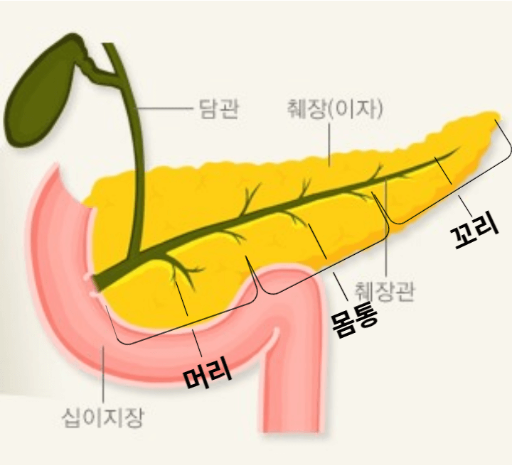 췌장암이 가장 무서운 암인 이유 2 췌장 모양과 설명