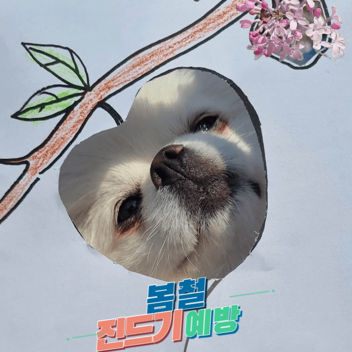 강아지가 진드기에 물렸어요!: 관련 질병의 치료,예방,대처 방법 1 봄철진드기예방