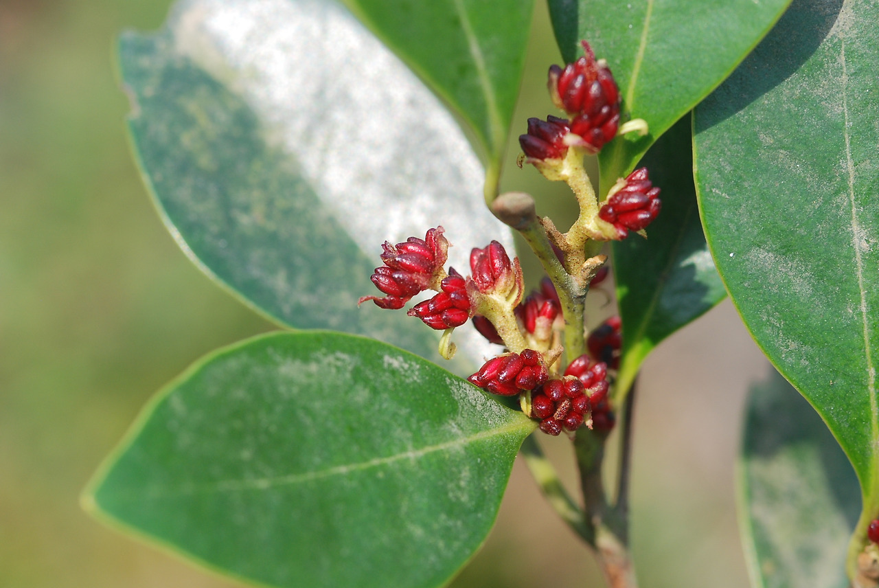 조록나무(학명: Distylium racemosum)