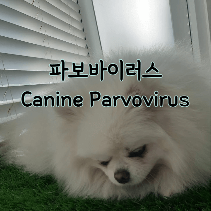 강아지를 위협하는 파보바이러스 (Canine Parvovirus) 1 Canine Parvovirus