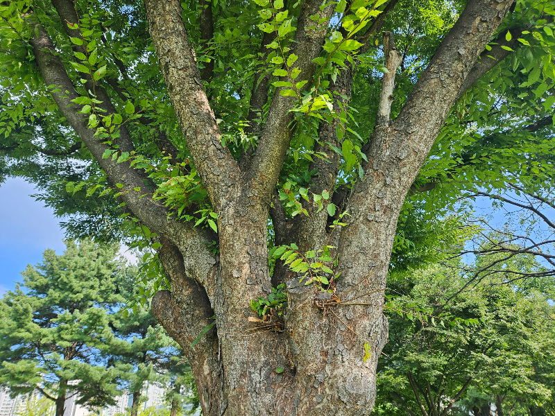 느티나무 (Sawleaf zelkova)