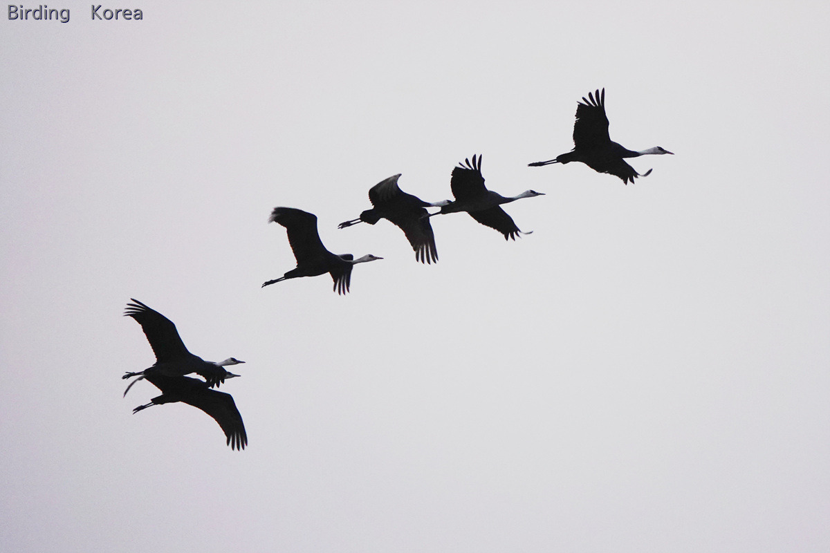 7-kinds-of-cranes-in-south-korea