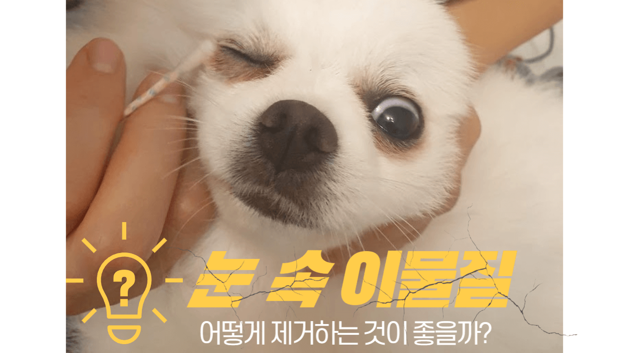 강아지의 눈 건강 : 눈 건강 유지와 질환 예방 법은 무엇일까? 4 ywAAAAAAQABAAACAUwAOw==