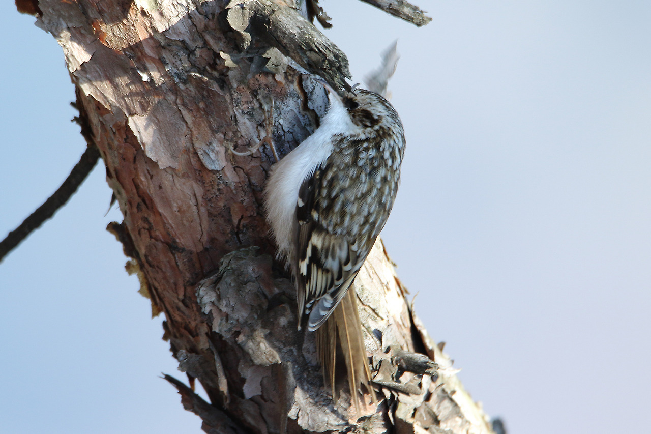 eurasian-treecreeper