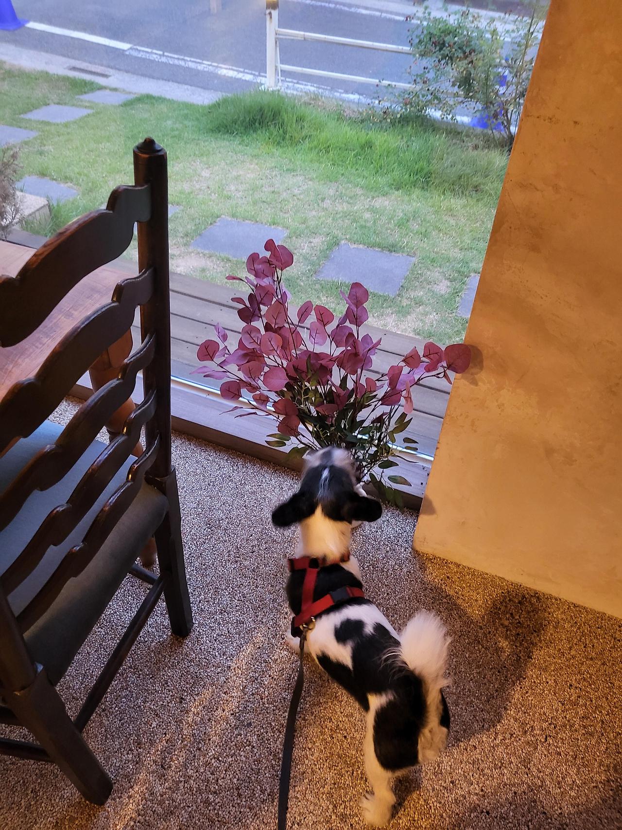 강아지는 냄새가 많이 나는지