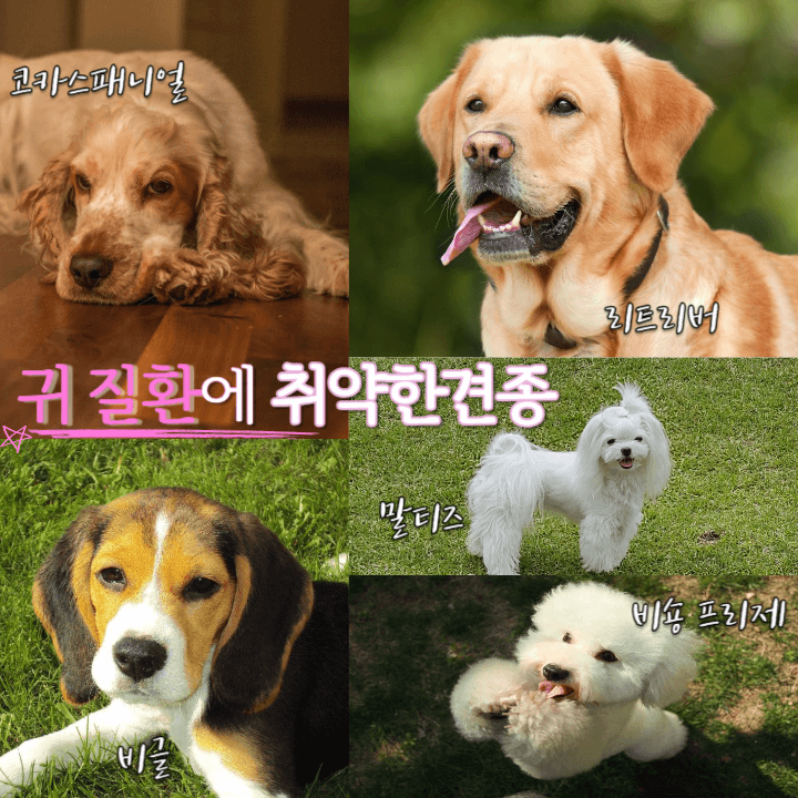 강아지가 자꾸 귀를 긁는다고? : 귀 질환일 수 있어요! 3 ywAAAAAAQABAAACAUwAOw==