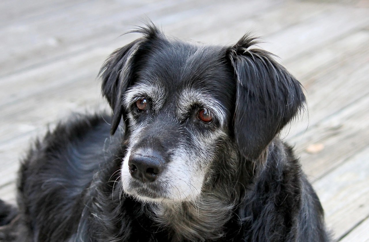 Cheap Pet Insurance For Senior Dogs