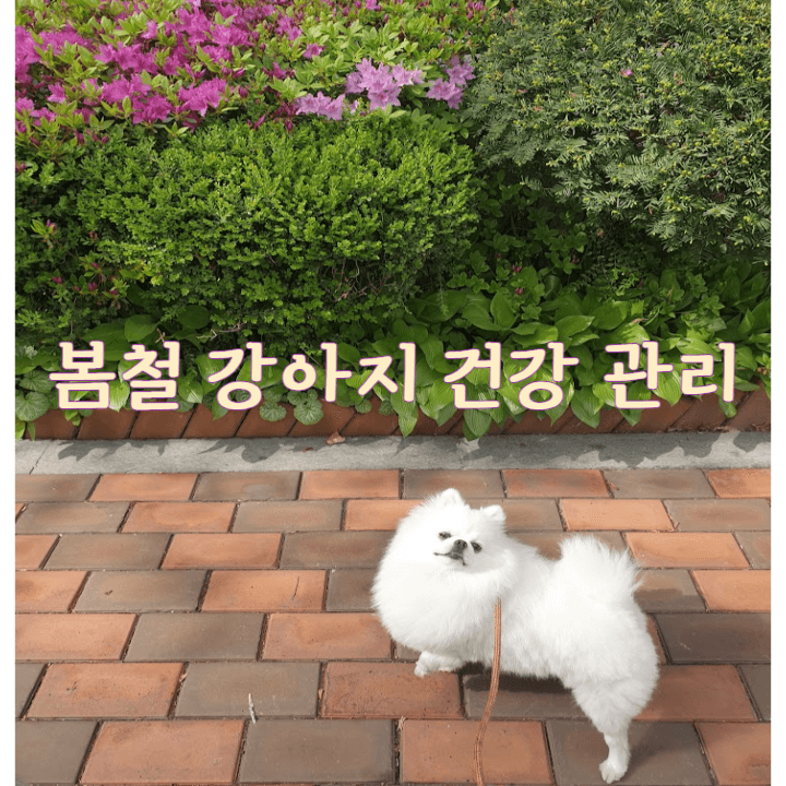 봄철 반려견 건강 지키기 1 봄철-강아지-건강-관리