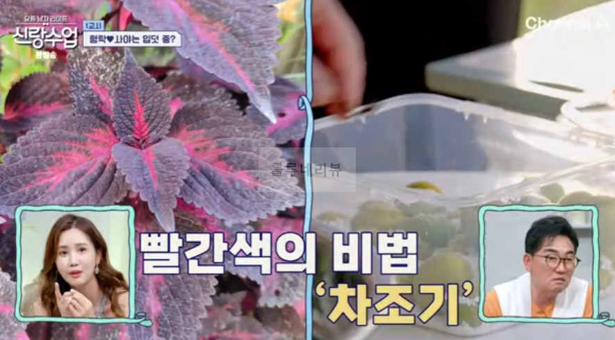 신랑수업 일본식 매실장아찌 레시피 - 정준하 우메보시 만들기 7 ywAAAAAAQABAAACAUwAOw==