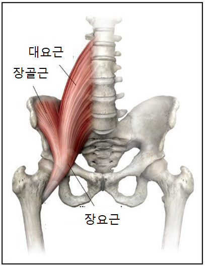 전주 이진복한의원 복부근육(복근)에 대해