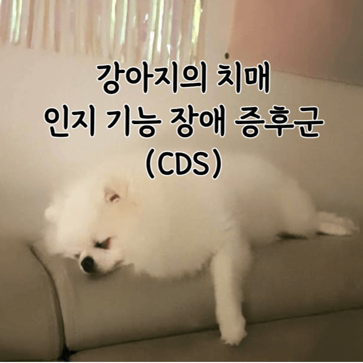 강아지도 치매에 걸릴 수 있어요! 개의 인지 기능 장애 증후군(CDS) 1 강아지 치매-인지기능장애증후군-해질녘증후군