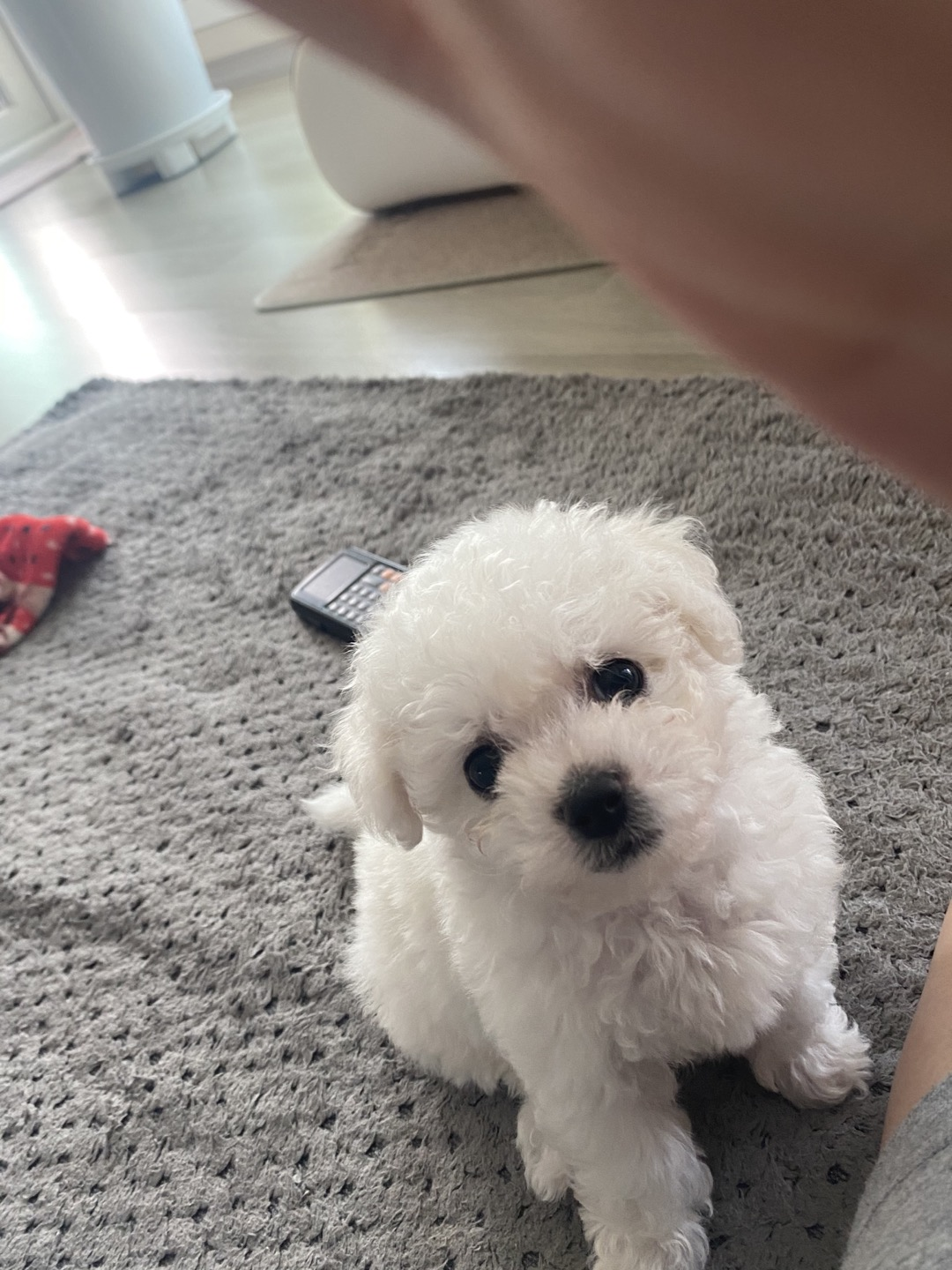 미니비숑 (분양,성견크기, 성격, 비숑 미용,귀여운 강아지, 예방접종)
