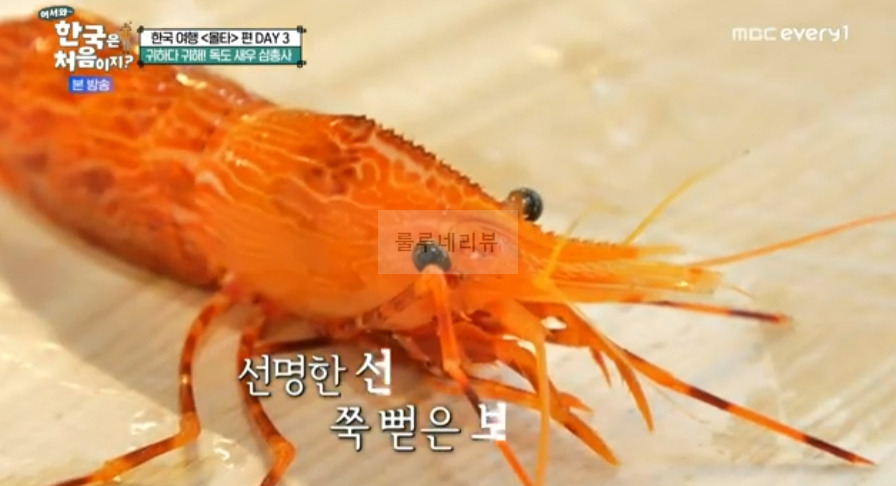 한국은 처음이지 독도 새우 삼총사 먹은 식당 어디? 어서와 울릉도 귀하다 귀해 독도새우 파는 곳 1 ywAAAAAAQABAAACAUwAOw==