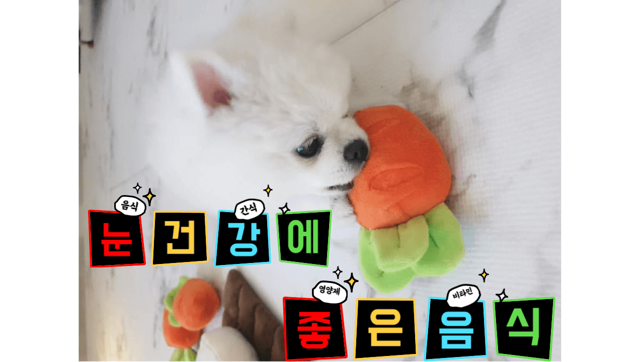 강아지의 눈 건강 : 눈 건강 유지와 질환 예방 법은 무엇일까? 5 ywAAAAAAQABAAACAUwAOw==