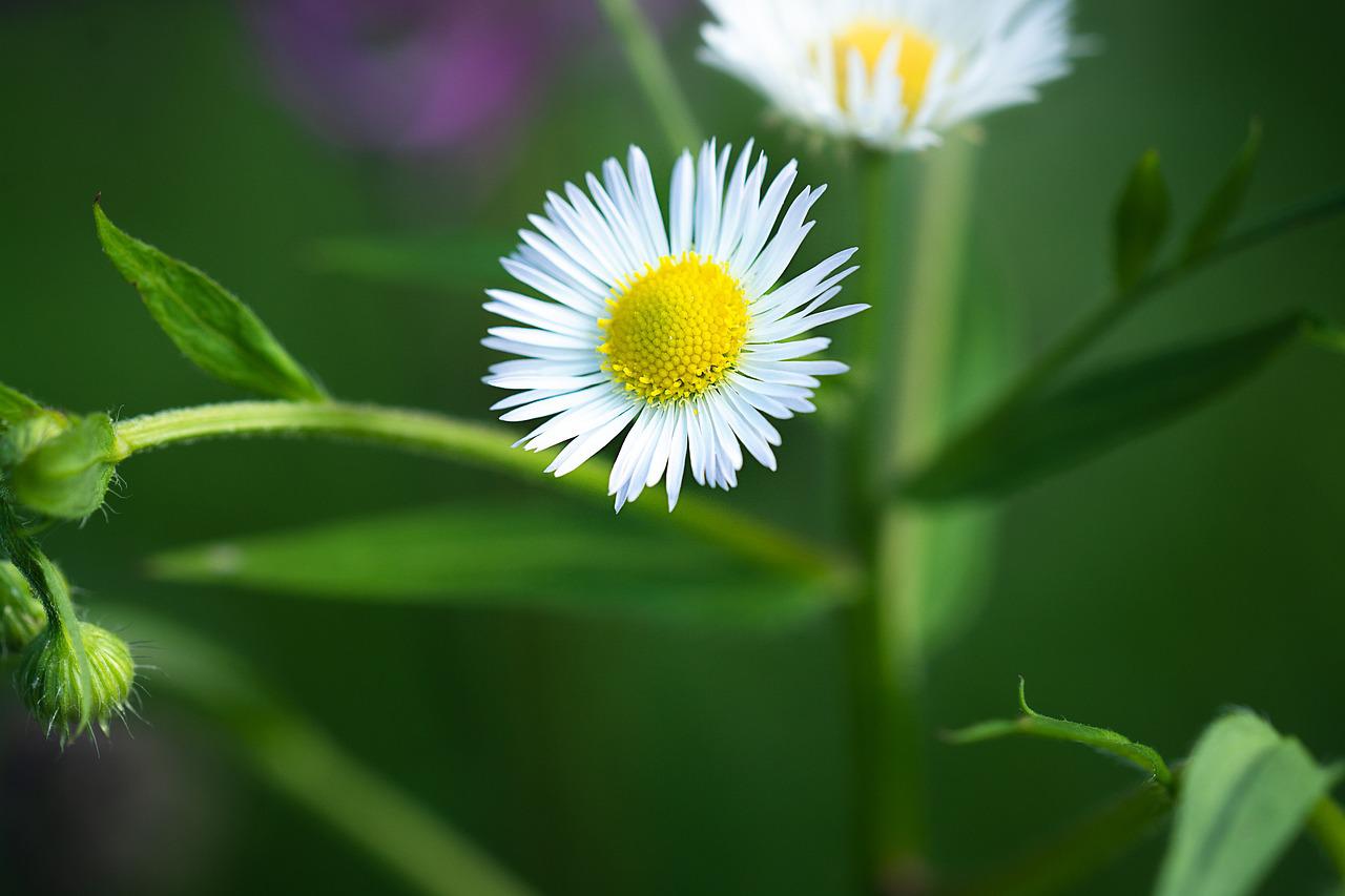 여름에 피는 꽃 0541