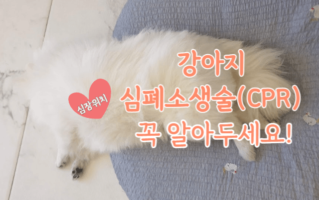 강아지 생명을 살리는 심폐소생술(CPR) 방법 1 강아지 CPR-강아지 심폐소생술