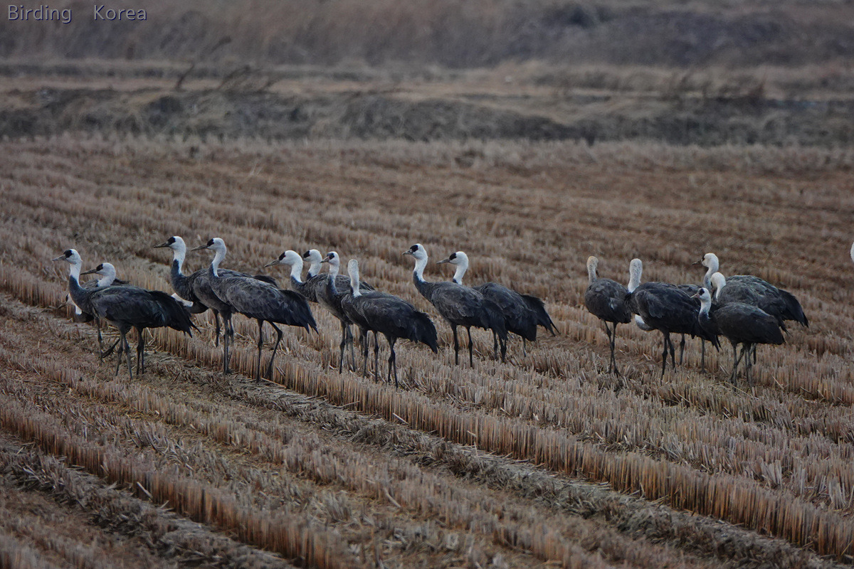 7 kinds of Cranes in South Korea