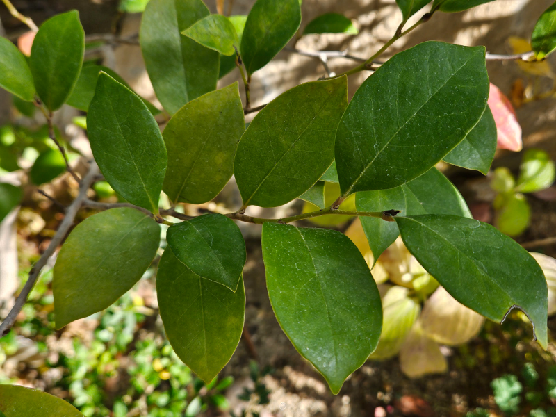 조록나무(학명: Distylium racemosum)