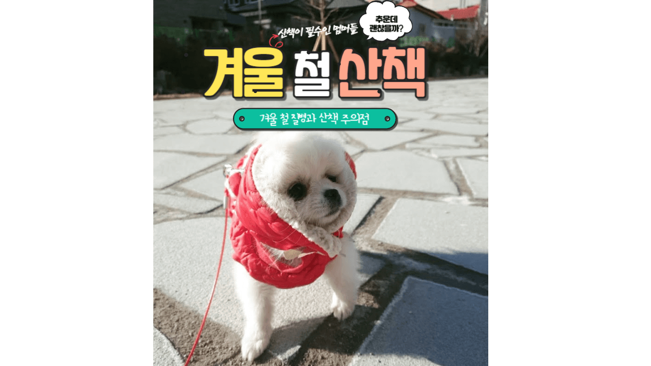 날씨도 추운데 산책 괜찮을까? : 겨울 철 걸리기 쉬운 질병과 산책 온도 정리 1 ywAAAAAAQABAAACAUwAOw==
