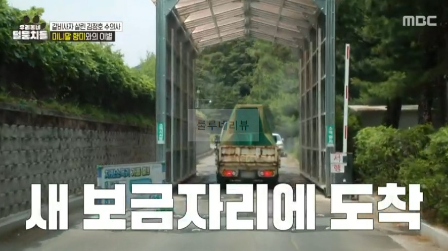 우리동네 털뭉치들 미니말 향미 간 동물원 어디? 갈비사자 살린 김정호 수의사 5 ywAAAAAAQABAAACAUwAOw==