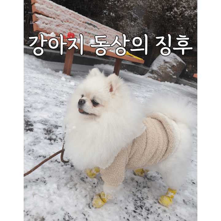강아지도 동상에 걸릴 수 있어요! 1 강아지-동상-징후