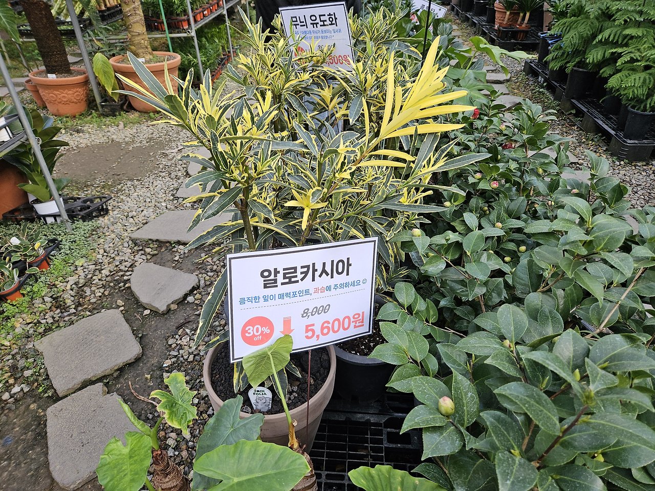 파주 가볼만한곳 :: 무료 수목원 실내 화훼단지 조인폴리아 16 ywAAAAAAQABAAACAUwAOw==