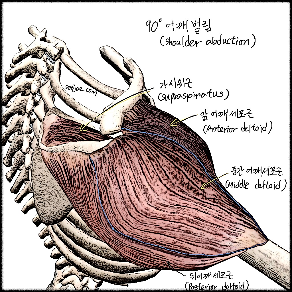 어깨세모근(삼각근, deltoid)
