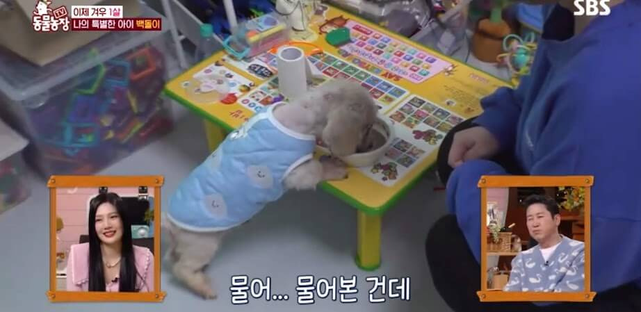 강아지의 거대 식도증 2 ywAAAAAAQABAAACAUwAOw==