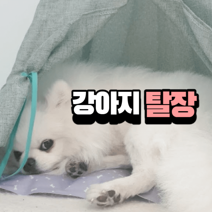 강아지 배꼽이 불룩한가요? 탈장을 의심할 수 있어요! 1 ywAAAAAAQABAAACAUwAOw==