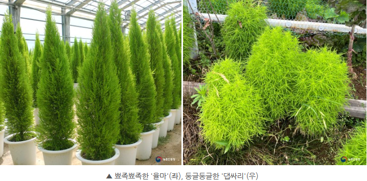 율마와 댑싸리 차이점 및 댑싸리 활용성과 키우기