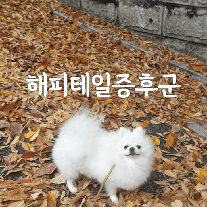강아지가 과도하게 꼬리를 흔든다면? : 해피 테일 증후군 1 해피테일증후군