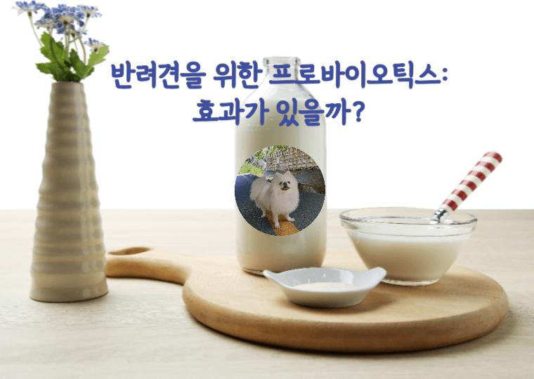 반려견을 위한 프로바이오틱스: 효과가 있을까? 1 반려견-프로바이오틱스-효과
