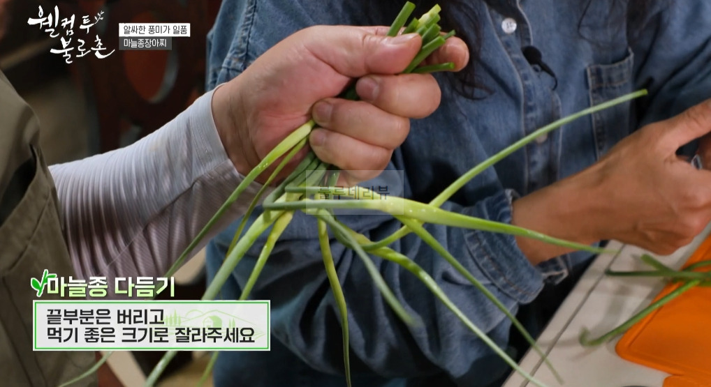 웰컴투 불로촌 마늘종장아찌 레시피 만들기 2 ywAAAAAAQABAAACAUwAOw==