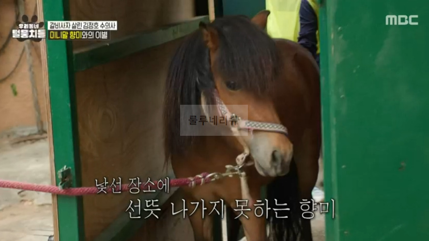 우리동네 털뭉치들 미니말 향미 간 동물원 어디? 갈비사자 살린 김정호 수의사 6 ywAAAAAAQABAAACAUwAOw==