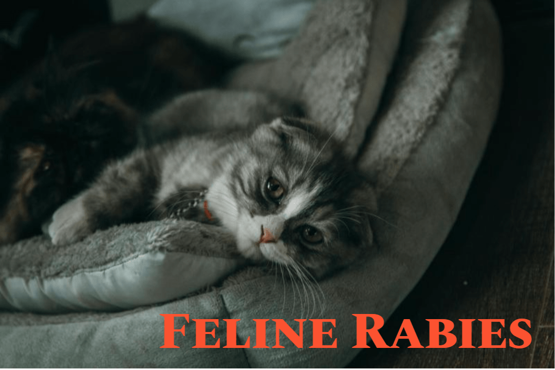 고양이 광견병, 예방이 최선이다! 1 Feline Rabies