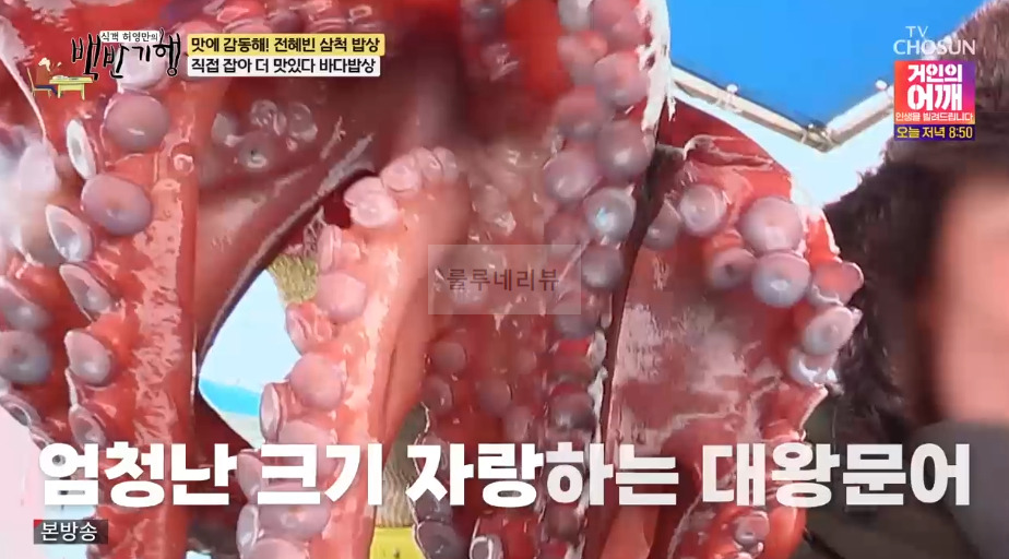 백반기행 삼척 바다밥상, 전혜빈 삼척 밥상 직접 잡아 더 맛있다 바다밥상 모듬회 먹은 횟집 어디? 10 ywAAAAAAQABAAACAUwAOw==