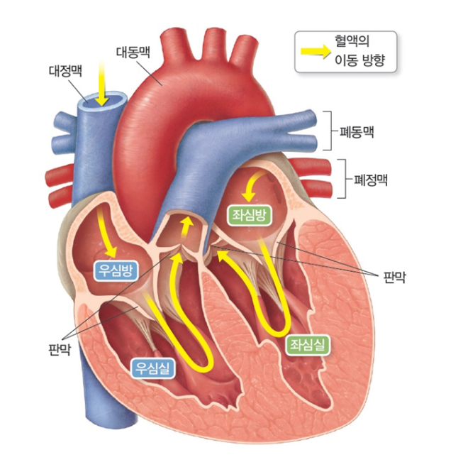 순환기계 심장의 구조와 기능