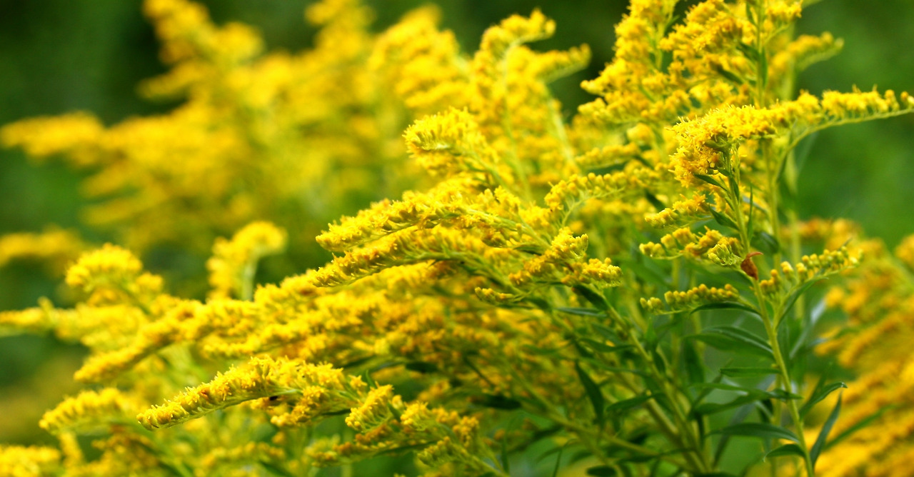 가을 꽃 이디엄: Idiom with Autumn Flower 3 ywAAAAAAQABAAACAUwAOw==