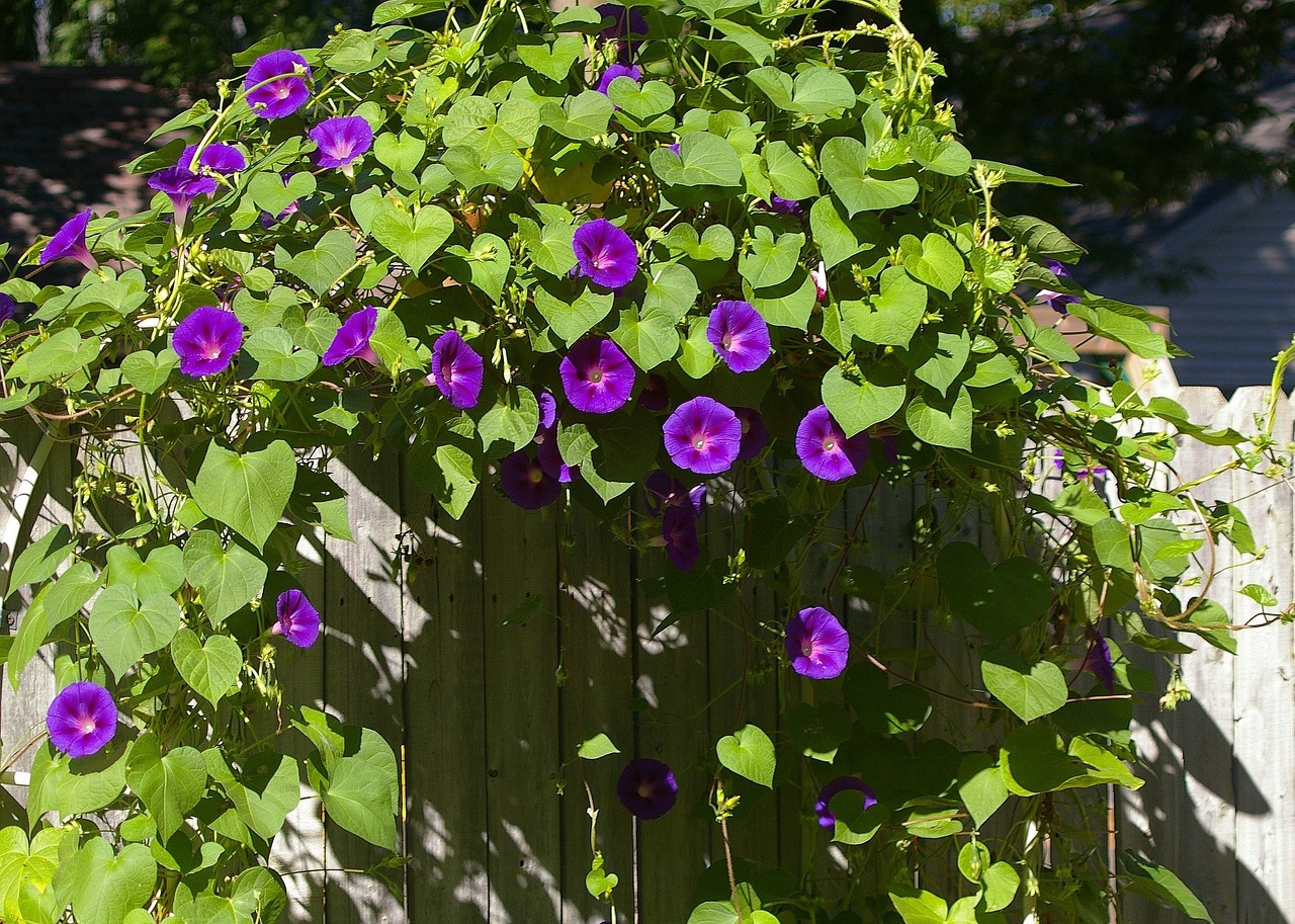 morning-glory-care-101-how-to-grow-morning-glories-bob-vila