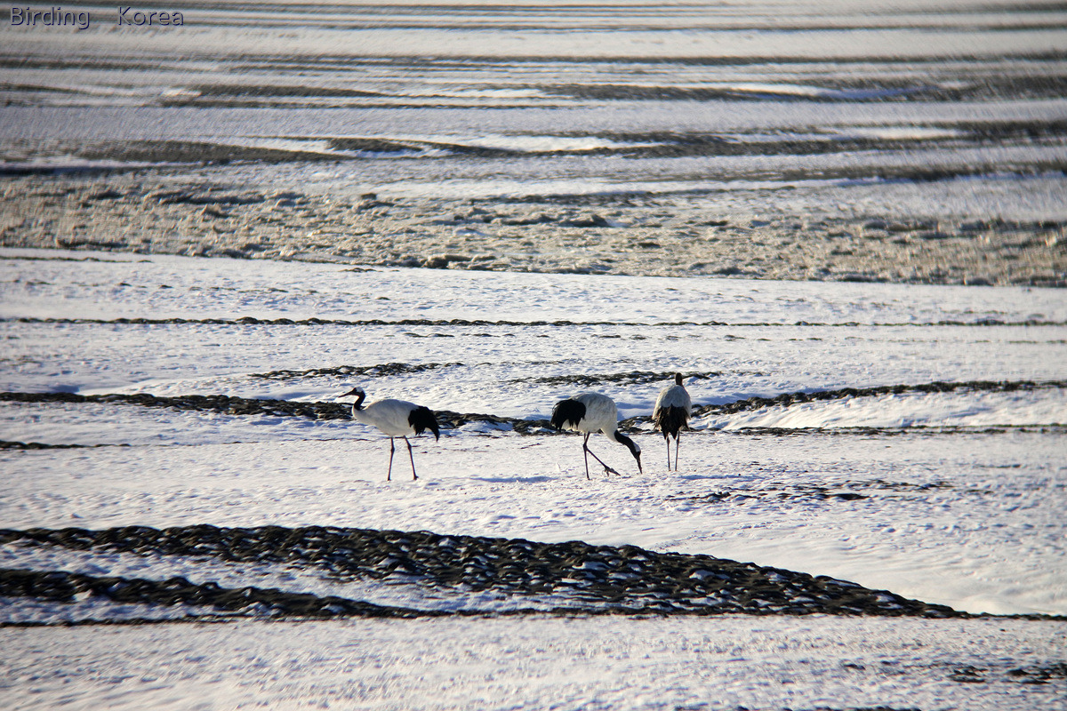 7 kinds of Cranes in South Korea