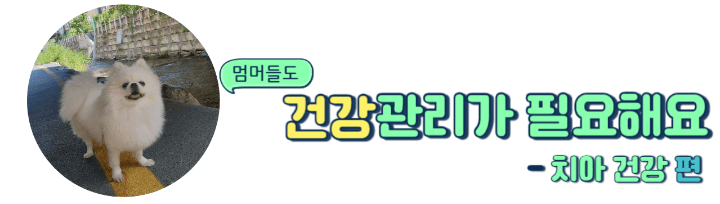강아지 수명 연장의 필수 조건 : 치아 건강 관리의 중요성은? 1 ywAAAAAAQABAAACAUwAOw==